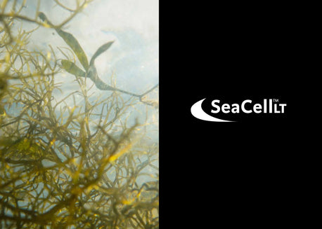 CELLULOSE FIBRES